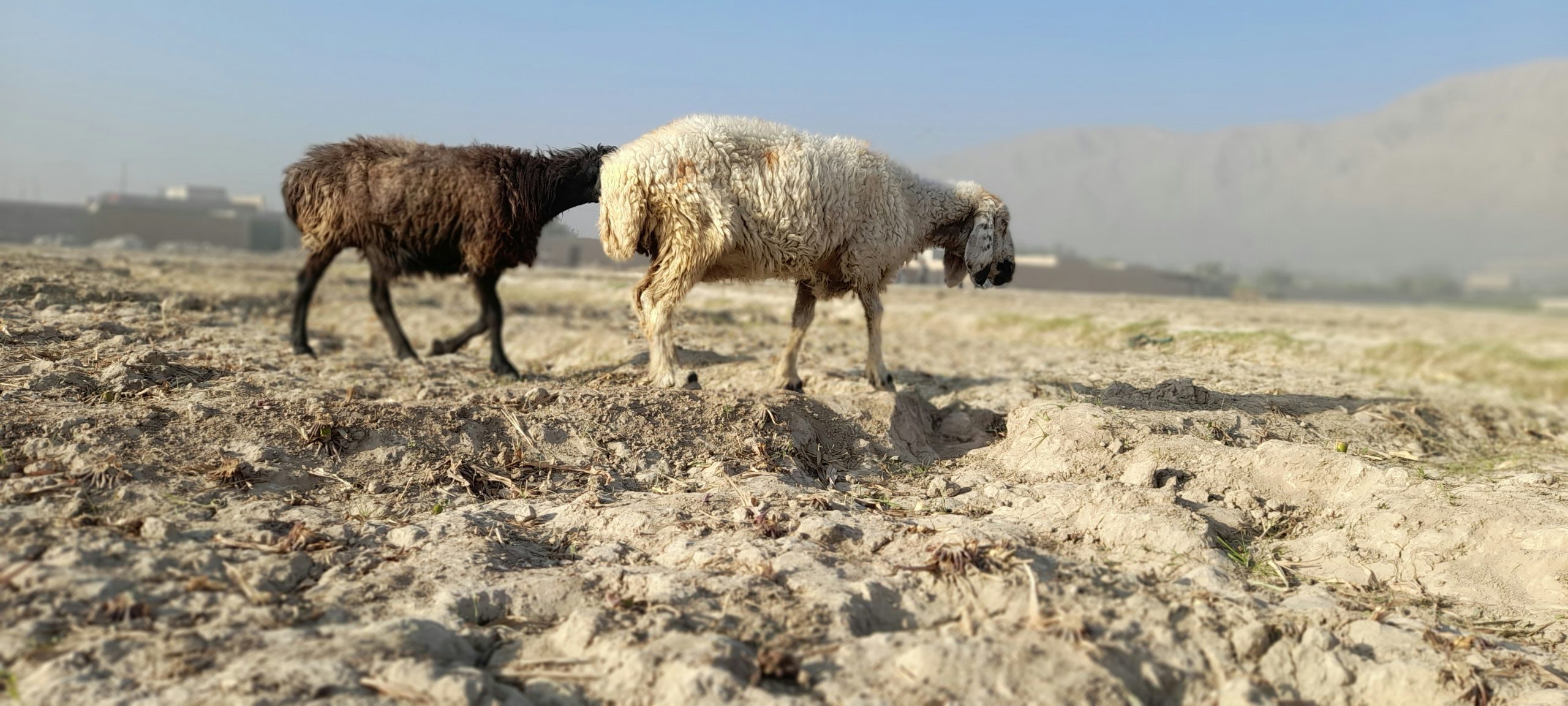 Two lean looking sheep graze on bone dry land